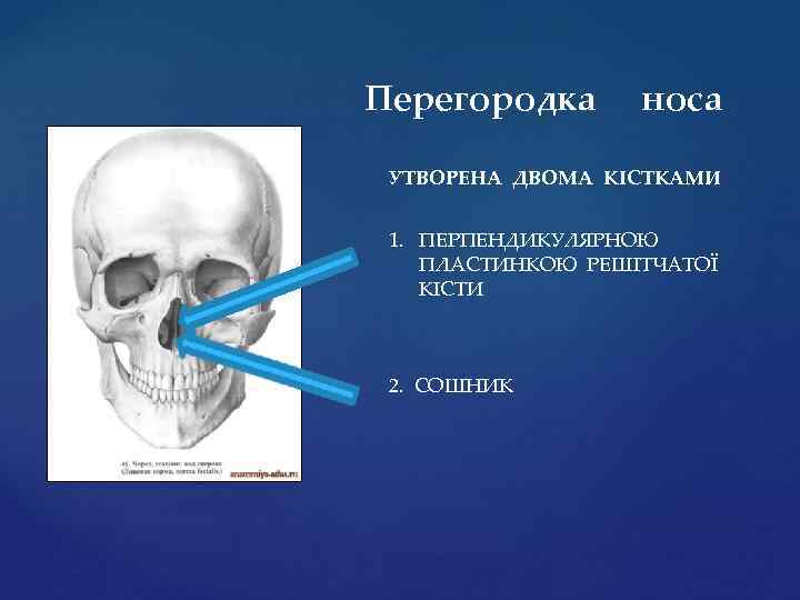 Перегородка носа УТВОРЕНА ДВОМА КІСТКАМИ 1. ПЕРПЕНДИКУЛЯРНОЮ ПЛАСТИНКОЮ РЕШІТЧАТОЇ КІСТИ 2. СОШНИК 