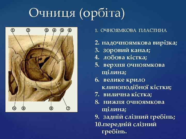 Очниця (орбіта) 1. ОЧНОЯМКОВА ПЛАСТИНА 2. 3. 4. 5. надочноямкова вирізка; зоровий канал; лобова