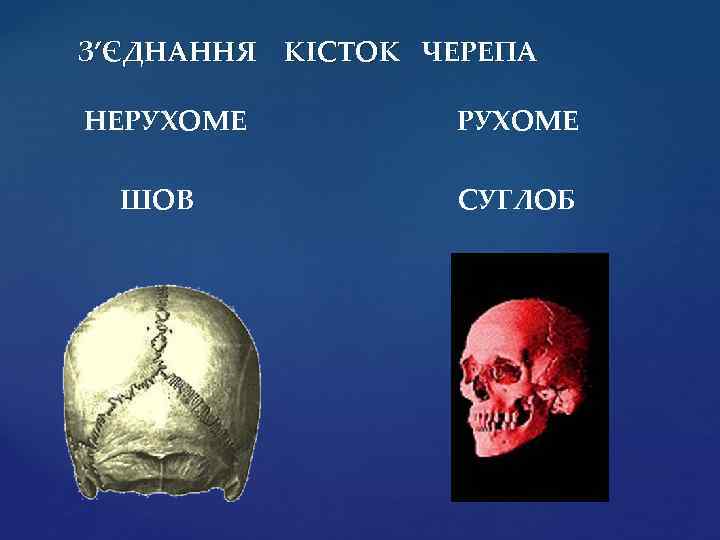 З’ЄДНАННЯ КІСТОК ЧЕРЕПА НЕРУХОМЕ ШОВ СУГЛОБ 