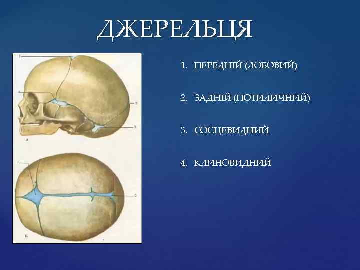 ДЖЕРЕЛЬЦЯ 1. ПЕРЕДНІЙ (ЛОБОВИЙ) 2. ЗАДНІЙ (ПОТИЛИЧНИЙ) 3. СОСЦЕВИДНИЙ 4. КЛИНОВИДНИЙ 