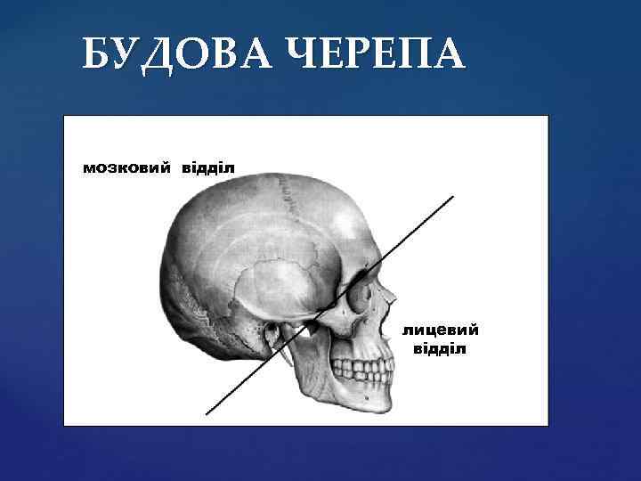 БУДОВА ЧЕРЕПА мозковий відділ лицевий відділ 