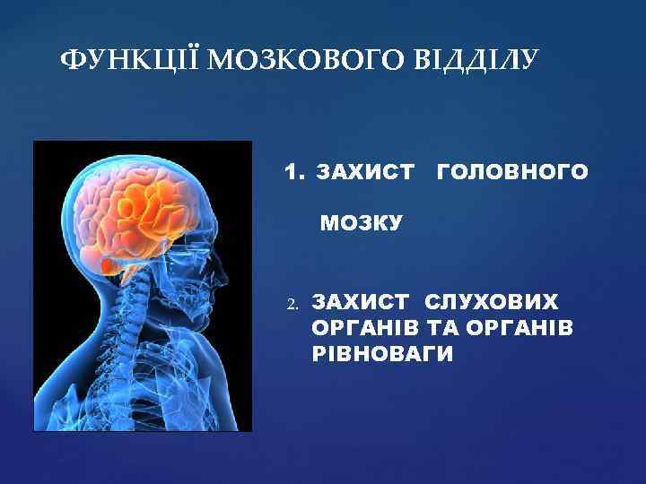 ФУНКЦІЇ МОЗКОВОГО ВІДДІЛУ 1. ЗАХИСТ ГОЛОВНОГО МОЗКУ 2. ЗАХИСТ СЛУХОВИХ ОРГАНІВ ТА ОРГАНІВ РІВНОВАГИ