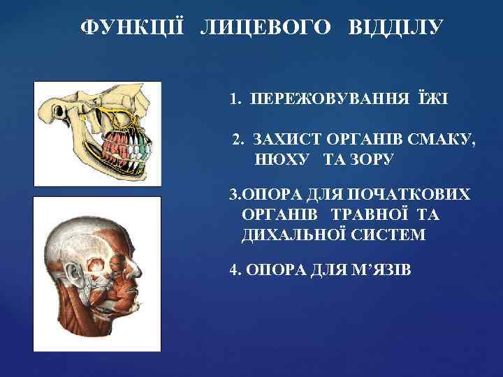 ФУНКЦІЇ ЛИЦЕВОГО ВІДДІЛУ 1. ПЕРЕЖОВУВАННЯ ЇЖІ 2. ЗАХИСТ ОРГАНІВ СМАКУ, НЮХУ ТА ЗОРУ 3.