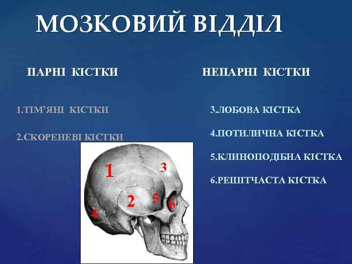 МОЗКОВИЙ ВІДДІЛ НЕПАРНІ КІСТКИ 1. ТІМ’ЯНІ КІСТКИ 3. ЛОБОВА КІСТКА 2. СКОРЕНЕВІ КІСТКИ 4.