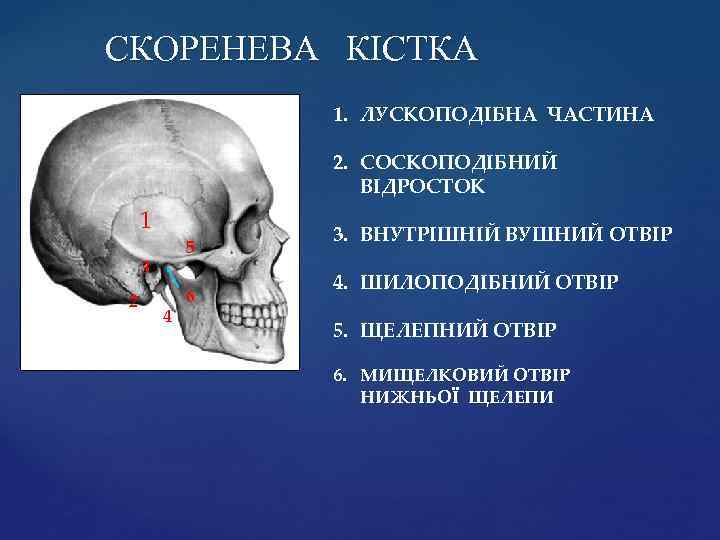 СКОРЕНЕВА КІСТКА 1. ЛУСКОПОДІБНА ЧАСТИНА 2. СОСКОПОДІБНИЙ ВІДРОСТОК 1 5 3 2 4 6