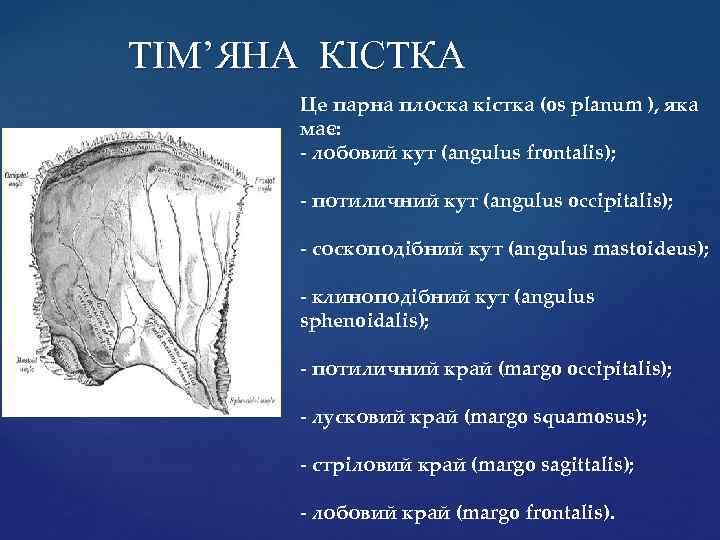 ТІМ’ЯНА КІСТКА Це парна плоска кістка (os planum ), яка має: - лобовий кут