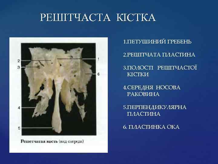 РЕШІТЧАСТА КІСТКА 1. ПЕТУШИНИЙ ГРЕБЕНЬ 2. РЕШІТЧАТА ПЛАСТИНА 3. ПОЛОСТІ РЕШІТЧАСТОЇ КІСТКИ 4. СЕРЕДНЯ