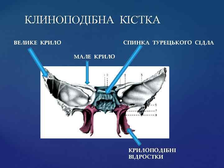 КЛИНОПОДІБНА КІСТКА ВЕЛИКЕ КРИЛО СПИНКА ТУРЕЦЬКОГО СІДЛА МАЛЕ КРИЛОПОДІБНІ ВІДРОСТКИ 