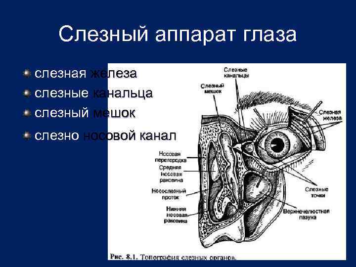 Секрет слезной железы. Слезные канальцы анатомия. Глазодвигательные мышцы слезный аппарат. Слезный аппарат анатомия. Схема слезного аппарата глаза.