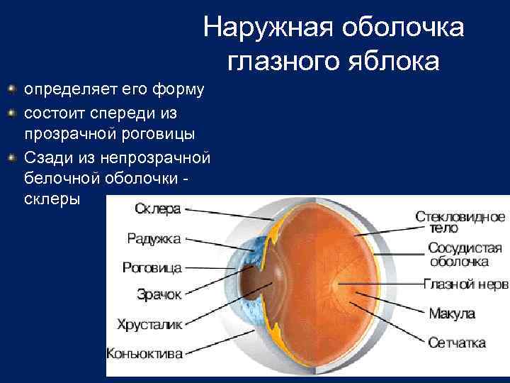 Наружная оболочка глазного яблока определяет его форму состоит спереди из прозрачной роговицы Сзади из