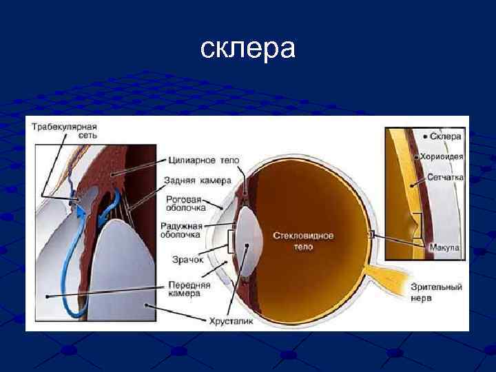 Склера это