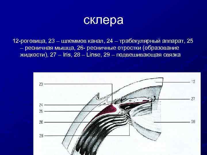 склера 12 -роговица, 23 – шлеммов канал, 24 – трабекулярный аппарат, 25 – ресничная
