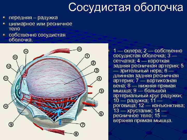 Сетчатка сосудистая оболочка склера
