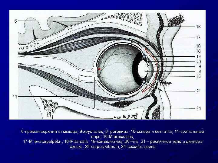 6 -прямая верхняя гл мышца, 8 -хрусталик, 9 - роговица, 10 -склера и сетчатка,