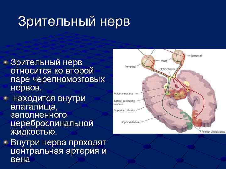 Зрительный нерв относится ко второй паре черепномозговых нервов. находится внутри влагалища, заполненного цереброспинальной жидкостью.