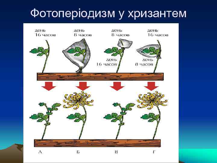 Фотоперіодизм у хризантем 