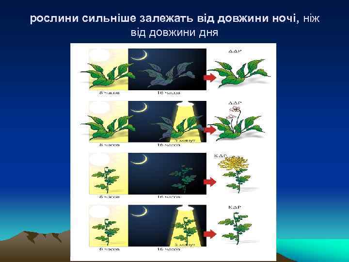 рослини сильнiше залежать вiд довжини ночi, нiж вiд довжини дня 