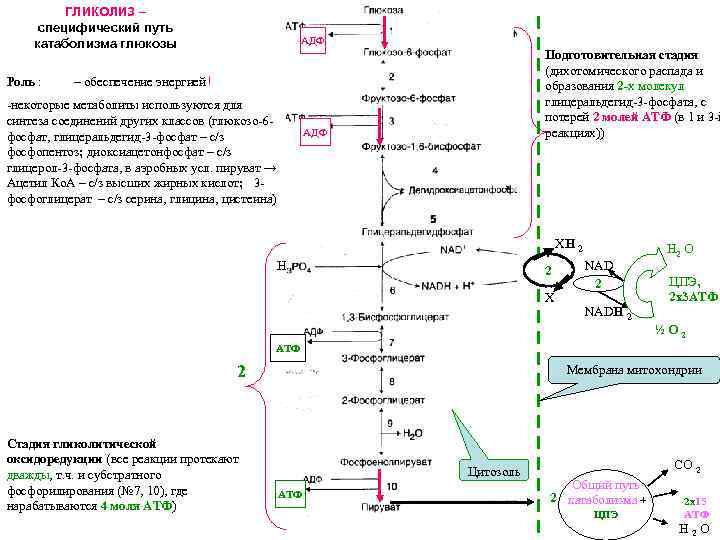 Последовательность процессов при окислении фруктозы. Схема 2 этапа гликолиза. Гликолиз это дихотомический путь. Гликолиз Центральный путь катаболизма Глюкозы. Дихотомический распад Глюкозы схема.