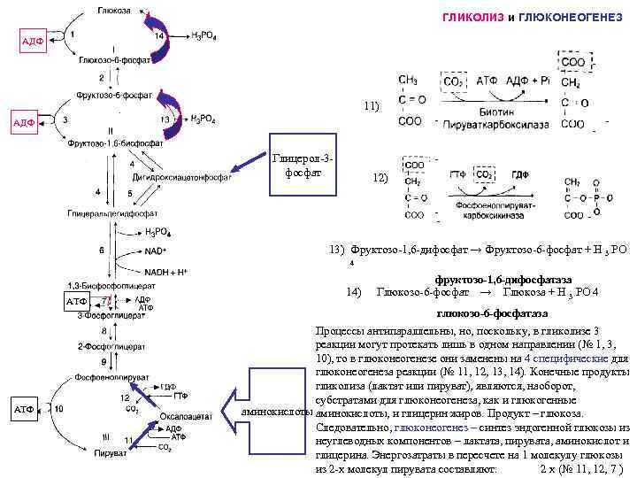 Образование атф гликолиз. Гликолиз и гликогенолиз таблица. Глицерол 3 фосфат гликолиз. Синтез Глюкозы из глицерина биохимия. Схема гликолиза и глюконеогенеза.