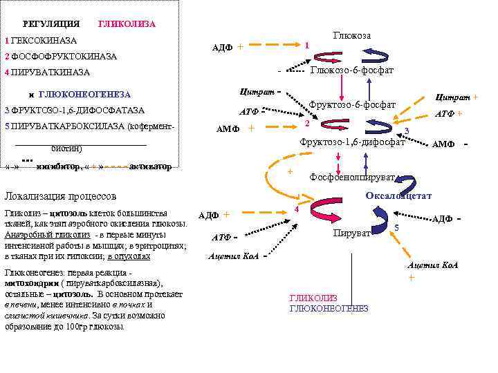 Регуляция гликолиза схема. Гормон активатор гликолиза. Схема гликолиза биохимия. Регуляция гликолиза Глюкозы.