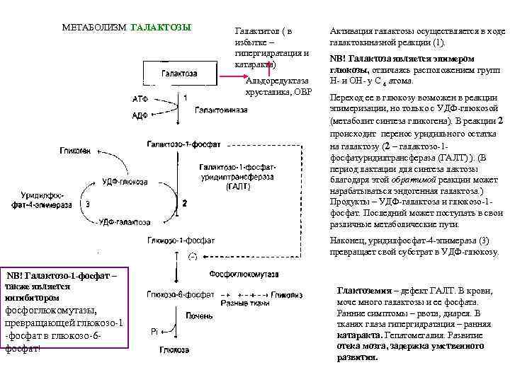 МЕТАБОЛИЗМ ГАЛАКТОЗЫ Галактитол ( в избытке – гипергидратация и катаракта) Альдоредуктаза хрусталика, ОВР Активация