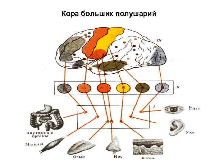 Кора больших полушарий 