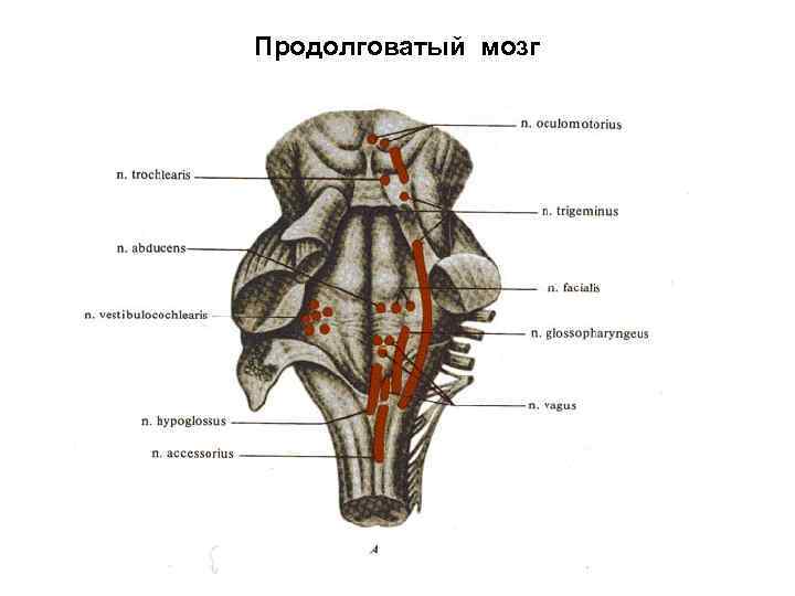 Продолговатый мозг 