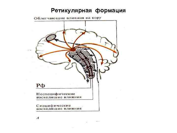 Ретикулярная формация фото