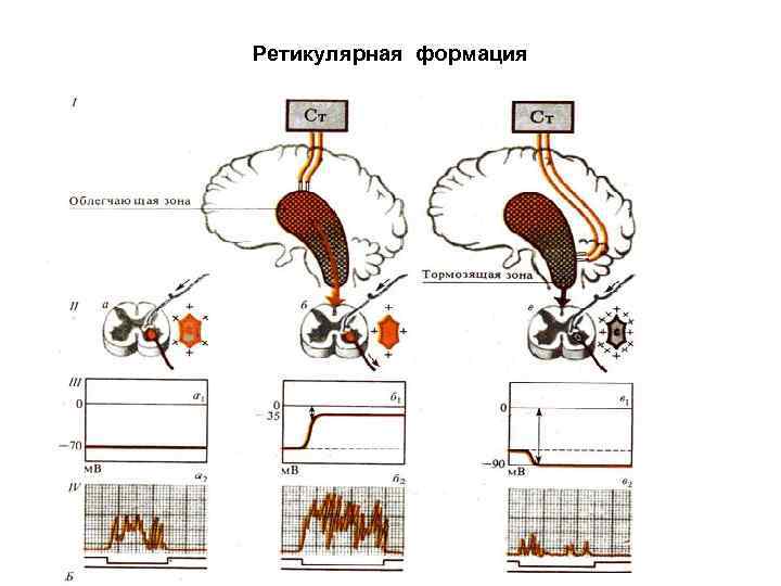 Ретикулярная формация 