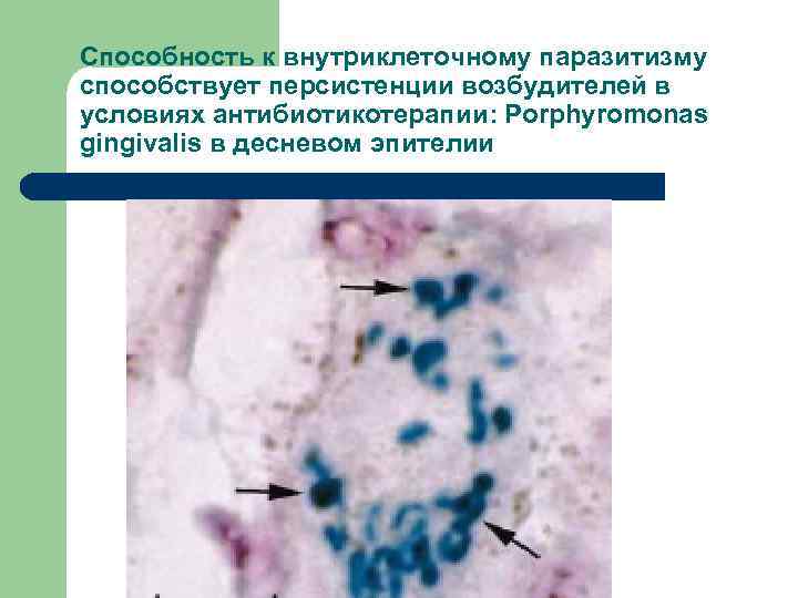 Способность к внутриклеточному паразитизму способствует персистенции возбудителей в условиях антибиотикотерапии: Porphyromonas gingivalis в десневом