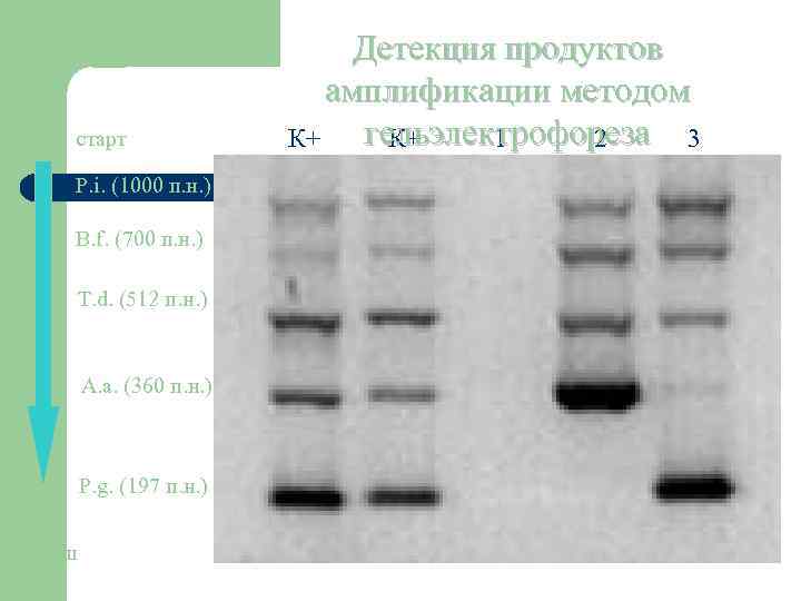  старт P. i. (1000 п. н. ) B. f. (700 п. н. )
