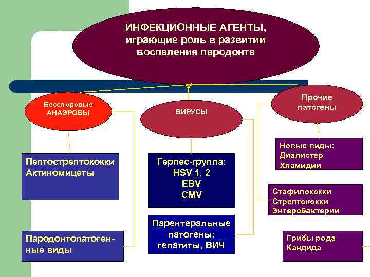 ИНФЕКЦИОННЫЕ АГЕНТЫ, играющие роль в развитии воспаления пародонта Бесспоровые АНАЭРОБЫ Пептострептококки Актиномицеты ВИРУСЫ Герпес-группа: