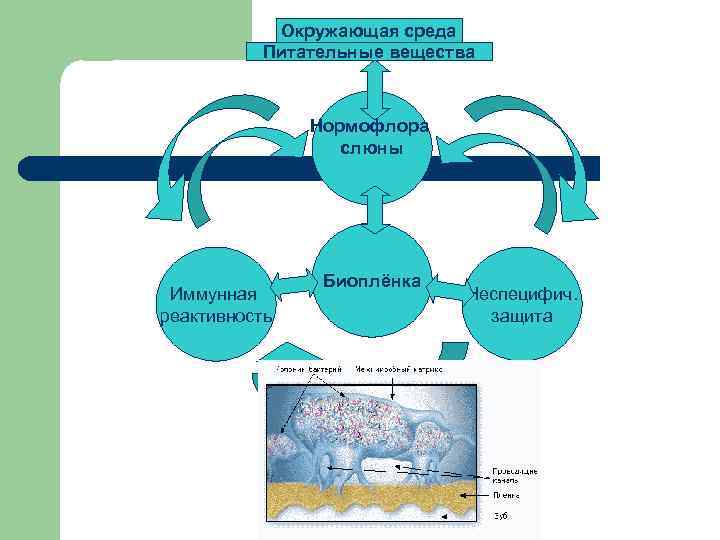Окружающая среда Питательные вещества Нормофлора слюны Иммунная реактивность Биоплёнка Неспецифич. защита Секреторные молекулы организма