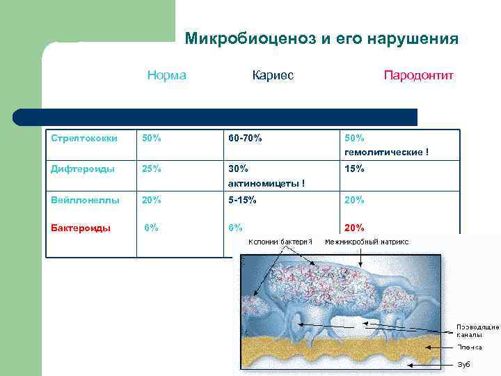 Микробиоценоз и его нарушения Норма Кариес Пародонтит Стрептококки 50% 60 -70% 50% гемолитические !