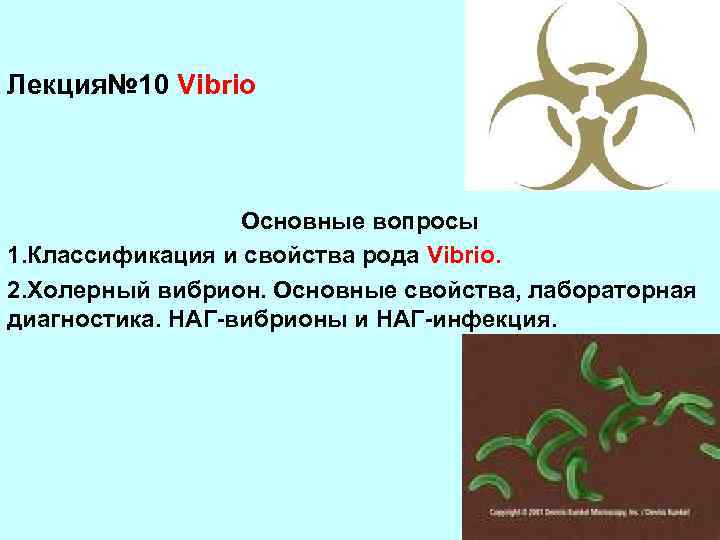 Лекция№ 10 Vibrio Основные вопросы 1. Классификация и свойства рода Vibrio. 2. Холерный вибрион.