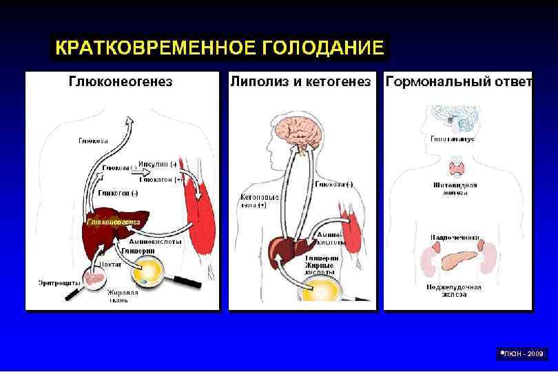  ЛЮН - 2009 