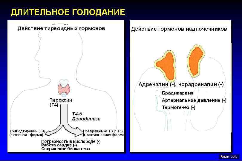  ЛЮН - 2009 