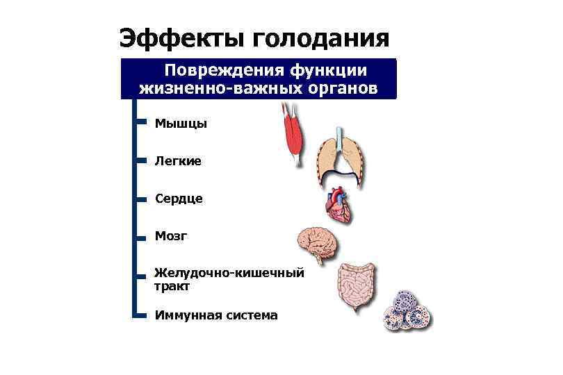 Эффекты голодания Повреждения функции жизненно-важных органов Мышцы Легкие Сердце Мозг Желудочно-кишечный тракт Иммунная система