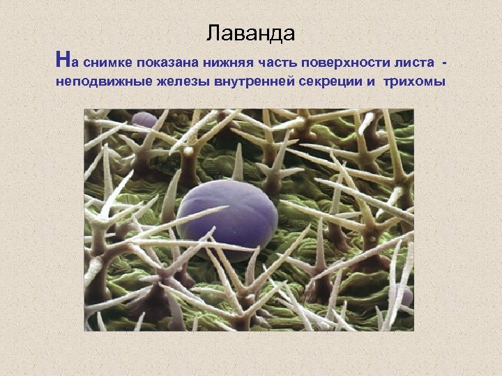 Лаванда На снимке показана нижняя часть поверхности листа неподвижные железы внутренней секреции и трихомы