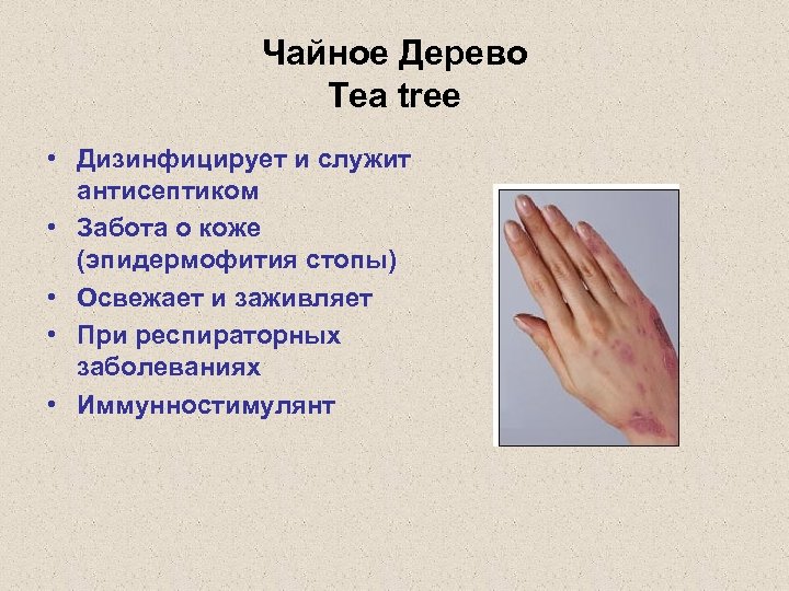 Чайное Дерево Tea tree • Дизинфицирует и служит антисептиком • Забота о коже (эпидермофития