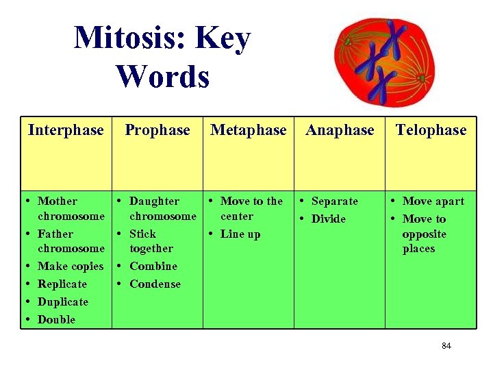 Mitosis: Key Words Interphase • Mother chromosome • Father chromosome • Make copies •
