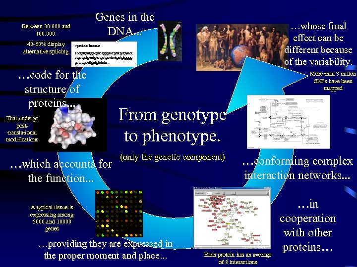 Genes in the DNA. . . Between 30. 000 and 100. 000. 40 -60%