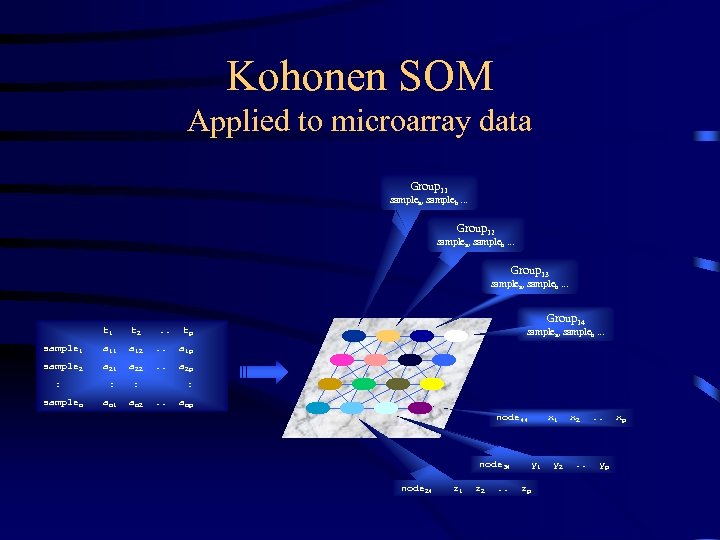 Kohonen SOM Applied to microarray data Group 11 samplea, sampleb. . . Group 12