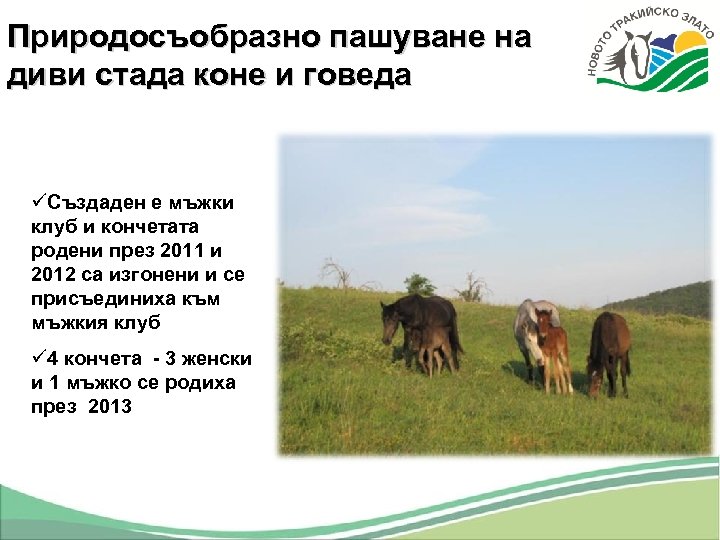 Природосъобразно пашуване на диви стада коне и говеда üСъздаден е мъжки клуб и кончетата