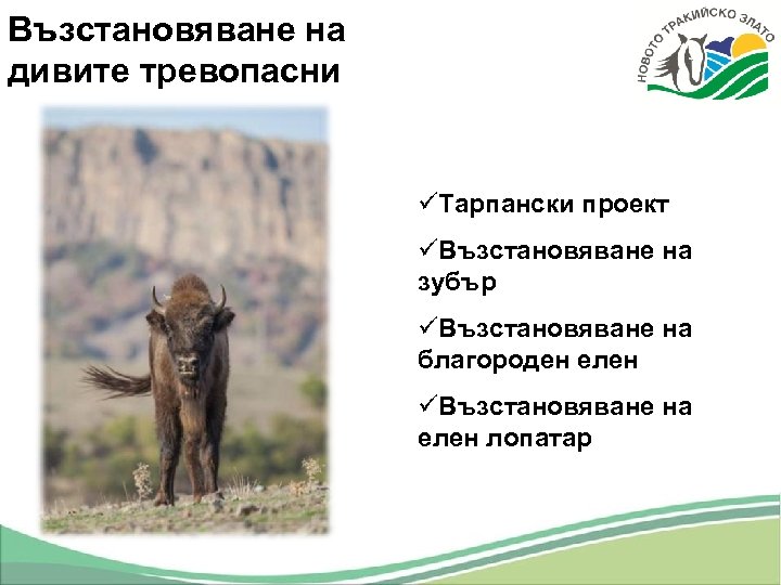 Възстановяване на дивите тревопасни üТарпански проект üВъзстановяване на зубър üВъзстановяване на благороден елен üВъзстановяване