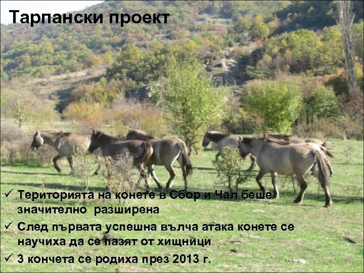 Тарпански проект ü Територията на конете в Сбор и Чал беше значително разширена ü