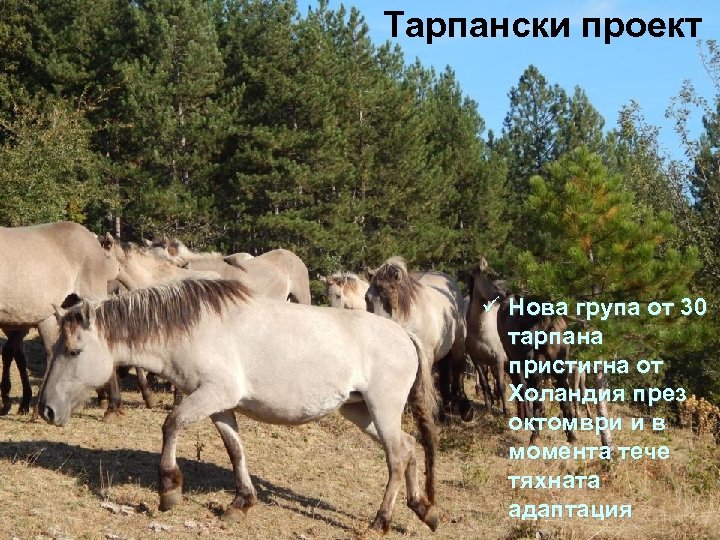Тарпански проект ü Нова група от 30 тарпана пристигна от Холандия през октомври и