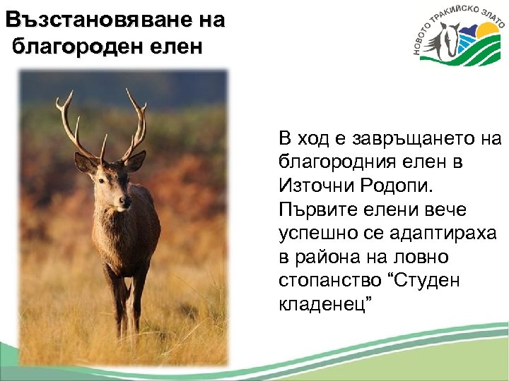 Възстановяване на благороден елен В ход е завръщането на благородния елен в Източни Родопи.