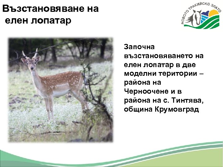 Възстановяване на елен лопатар Започна възстановяването на елен лопатар в две моделни територии –