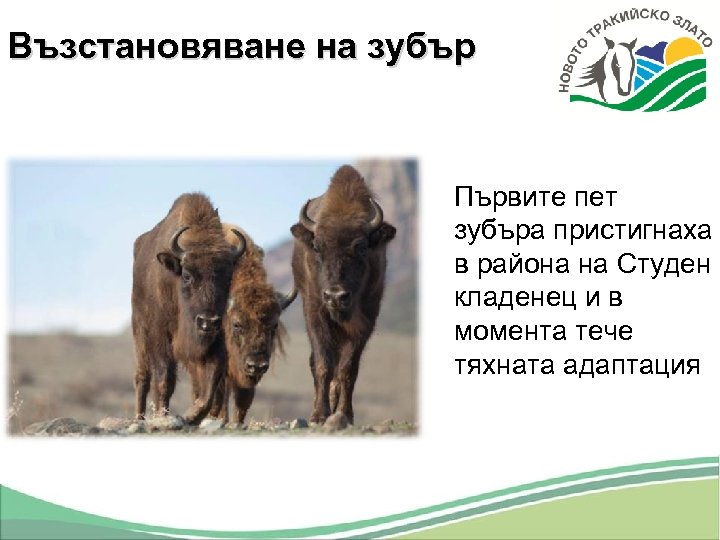 Възстановяване на зубър Първите пет зубъра пристигнаха в района на Студен кладенец и в